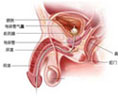 尿道畸形影响男性生育吗?

